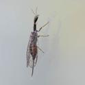 Snakefly (Xanthostigma xanthostigma).jpg